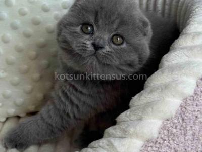 Ophelia Blue Solid Scottish Fold Baby Girl - Scottish Fold - Gallery Photo #1