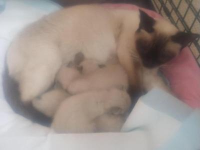 Simaese Kittens - Siamese - Gallery Photo #1