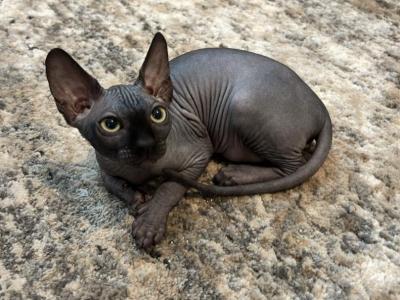 Bluey - Sphynx - Gallery Photo #1