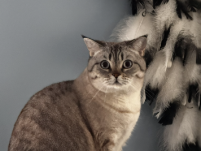 Lux - Scottish Fold - Gallery Photo #1