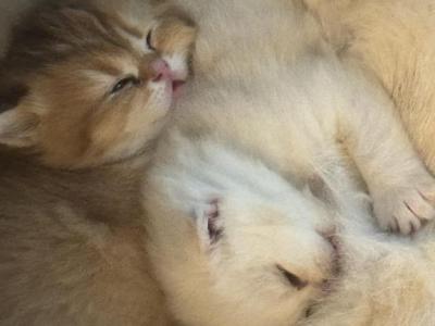 Scottish Fold - Scottish Fold - Gallery Photo #1