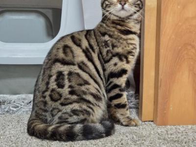 Brimmy - Bengal - Gallery Photo #1