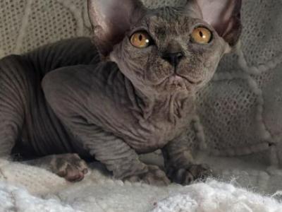 Blue Sphynx Girl - Sphynx - Gallery Photo #1