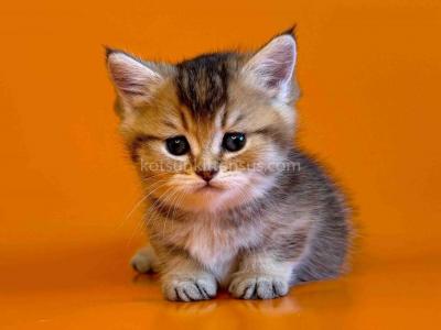 Weylin Munchkin Standard Golden Baby Short Legs - Munchkin - Gallery Photo #1