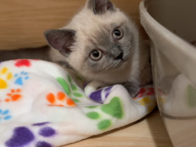 Yoyo - Munchkin - Gallery Photo #1