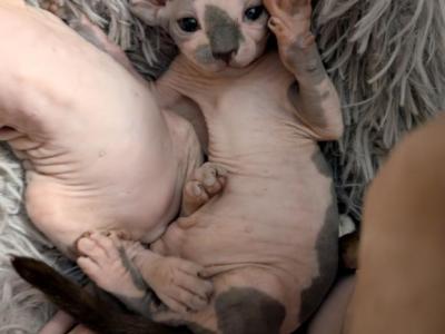 Atlas - Sphynx - Gallery Photo #1