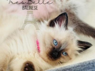 Beach Town Babies RESERVED - Balinese - Gallery Photo #1