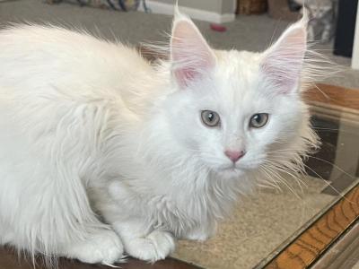 Red Chinchilla - Maine Coon - Gallery Photo #1