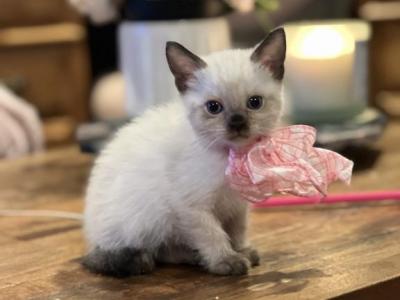 New Year Litter - Snowshoe - Gallery Photo #1