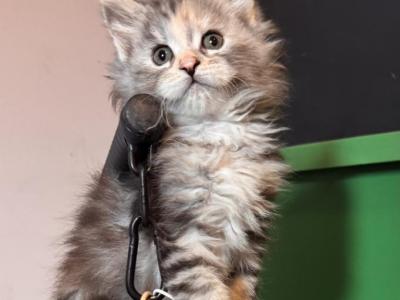 Designer Tortie Girl - Maine Coon - Gallery Photo #1