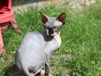 Cra - Sphynx - Gallery Photo #1