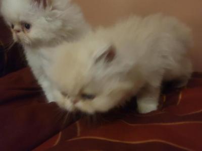 PERSIAN KITTENS - Persian - Gallery Photo #1
