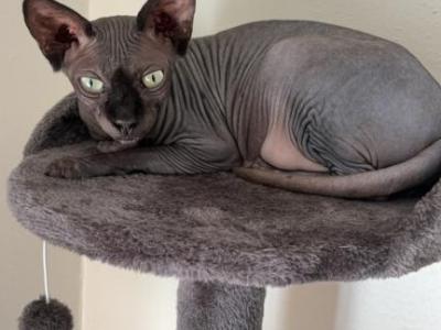 Mazikeen - Sphynx - Gallery Photo #1