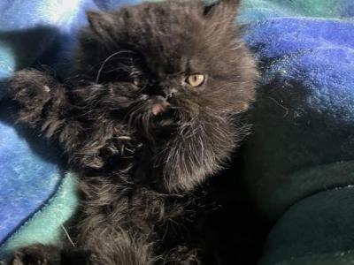 Dark Chocolate Male - Persian - Gallery Photo #1