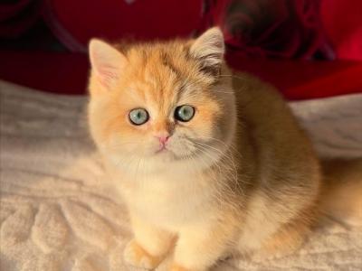 Boss British - British Shorthair - Gallery Photo #1