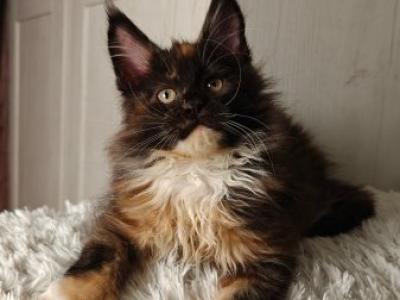 Maine Coon Alva Rivera - Maine Coon - Gallery Photo #1