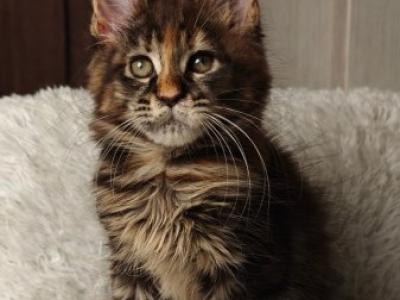Maine Coon Alva Quasar - Maine Coon - Gallery Photo #1