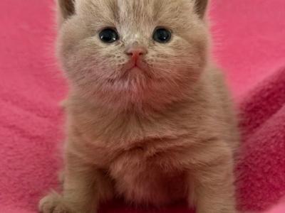British Shorthair Lilac Female - British Shorthair - Gallery Photo #1