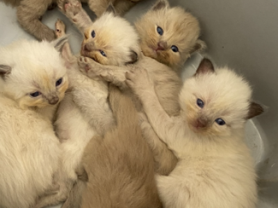 Gorgeous Ragdolls - Ragdoll - Gallery Photo #1