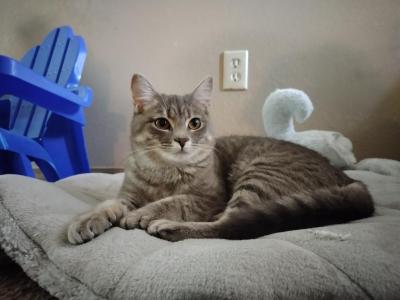 Athena - Abyssinian - Gallery Photo #1