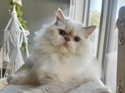 Caesar - Himalayan - Gallery Photo #1