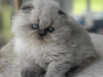 Dora - Scottish Fold - Gallery Photo #1