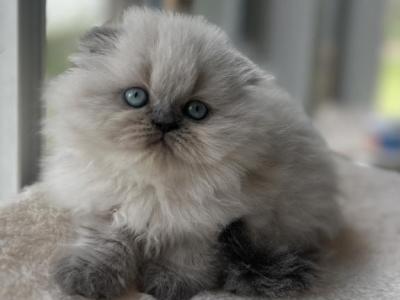 Dora - Scottish Fold - Gallery Photo #1