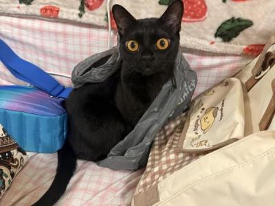 Milo - Bombay - Gallery Photo #1