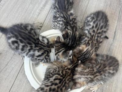 February Babies - Bengal - Gallery Photo #1