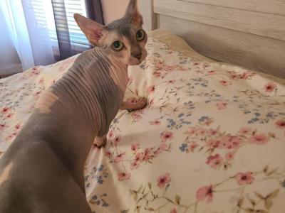 Belle - Sphynx - Gallery Photo #1