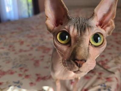 Belle - Sphynx - Gallery Photo #1