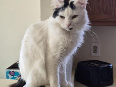 Ghost - American Bobtail - Gallery Photo #1