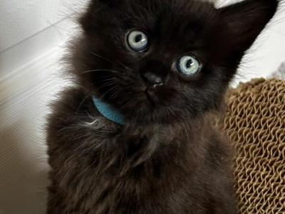 Notakittymill - Maine Coon - Gallery Photo #1