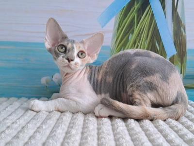 Yasmina - Devon Rex - Gallery Photo #1