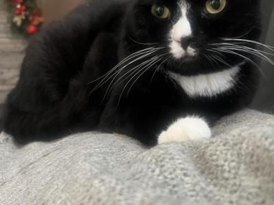 Cosmo - Scottish Fold - Gallery Photo #1