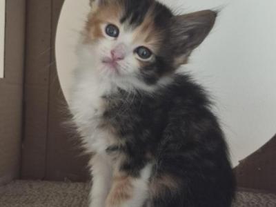 Tiarah - Maine Coon - Gallery Photo #1