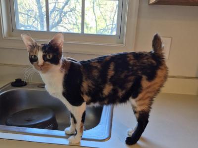 Elvira - American Bobtail - Gallery Photo #1
