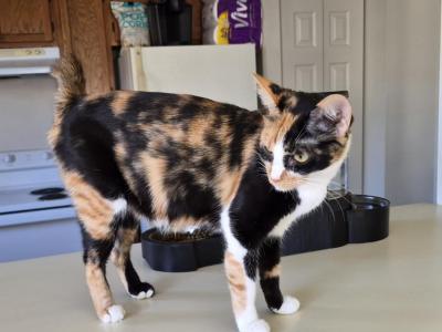 Elvira - American Bobtail - Gallery Photo #1