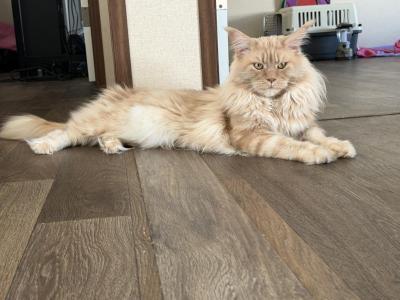 Zeus - Maine Coon - Gallery Photo #1