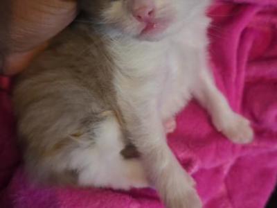 Valentina - Ragdoll - Gallery Photo #1