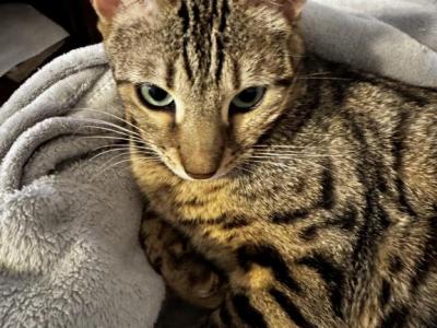 Toro - Bengal - Gallery Photo #1