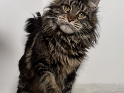 Camelot - Maine Coon - Gallery Photo #1