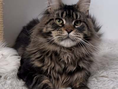 Hunter - Maine Coon - Gallery Photo #1