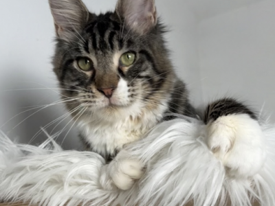 Nicola - Maine Coon - Gallery Photo #1