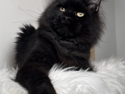 Platon - Maine Coon - Gallery Photo #1