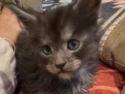Pixie & Sable - Maine Coon - Gallery Photo #1