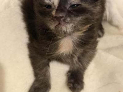 Maine Coon Kitten European Champion Bloodlinr - Maine Coon - Gallery Photo #1