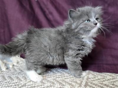 Amelia RESERVED - Siberian - Gallery Photo #1
