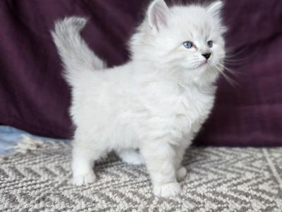 Nova RESERVED - Siberian - Gallery Photo #1