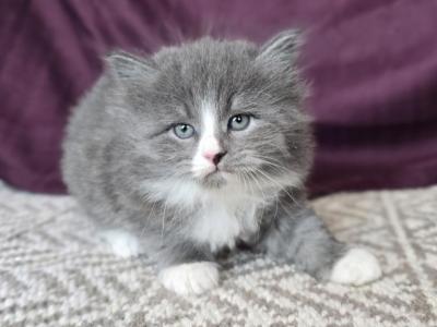 Molly RESERVED - Siberian - Gallery Photo #1